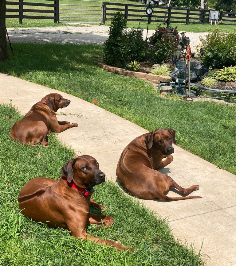 Masai Pride Ridgebacks – The Majesty of Masai